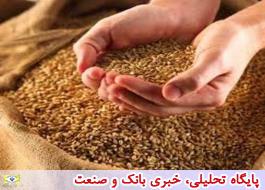 واردات گندم دوروم ممنوع شد/ایران جز 10 کشور تولیدکننده گندم دوروم در جهان